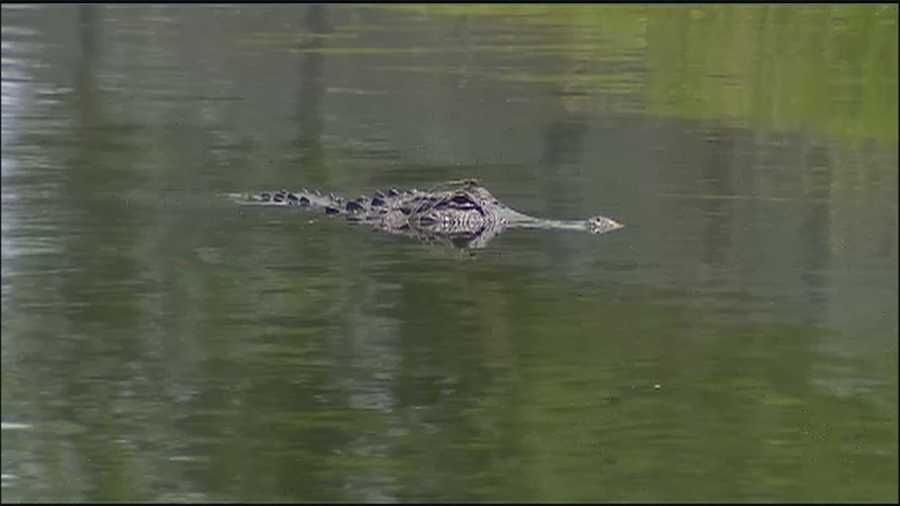 An alligator found in a retention pond was shot three times by an officer Friday as neighbors looked on.