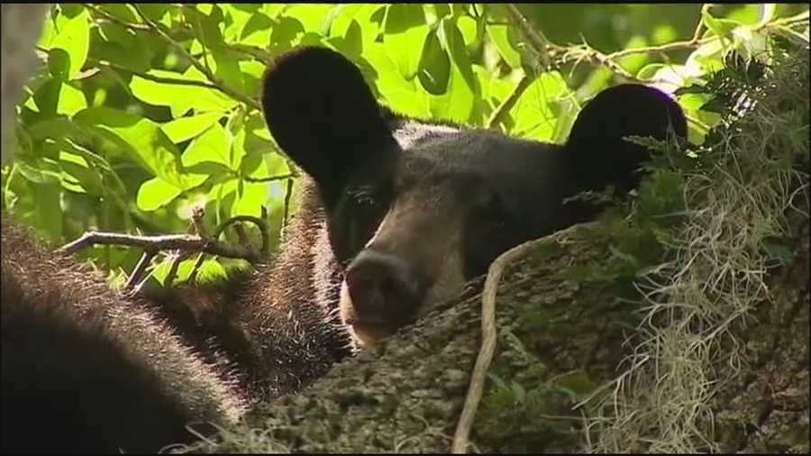 Neighbors along Edgewater Drive were surprised to see a Florida black bear that climbed a tree early Monday.