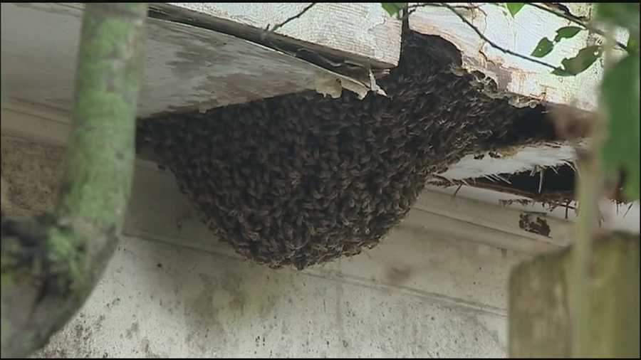A neighborhood is afraid of the growing beehive on an abandoned home, but officials say they can't remove it without permission.
