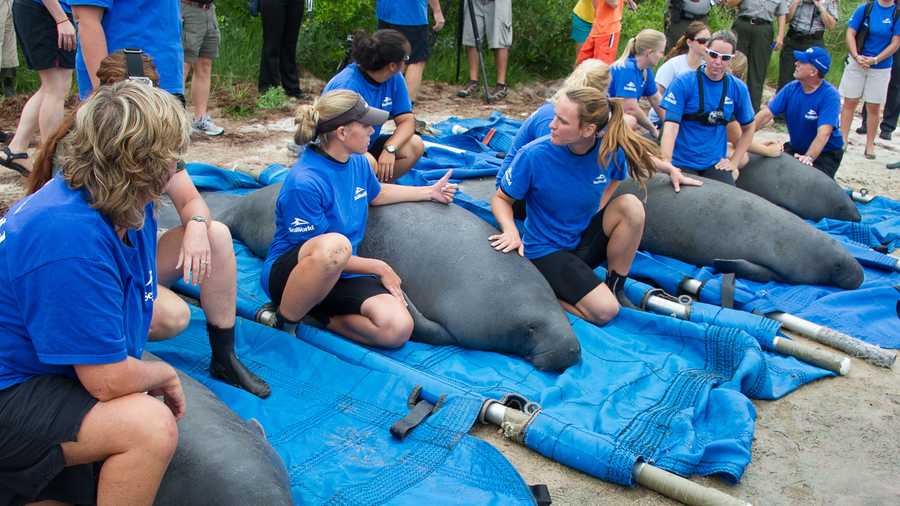 4 manatees released by SeaWorld into central Fla. waters