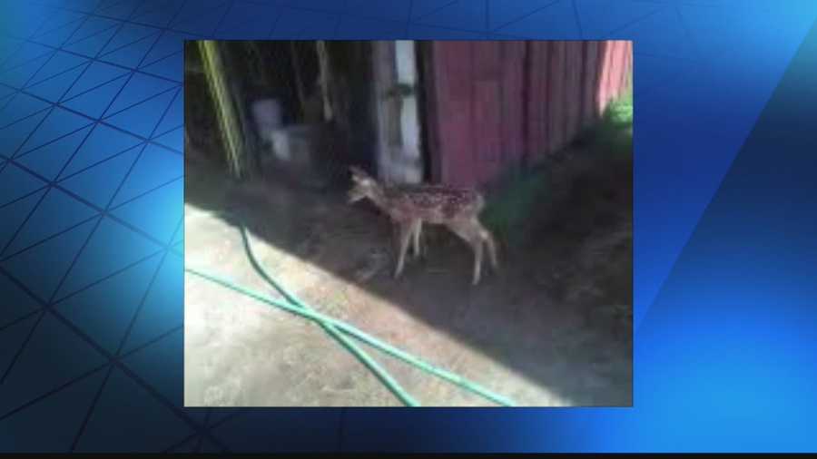 The Department of Natural Resources says it's gotten death threats after a WISN 12 News investigation about a baby deer's death.