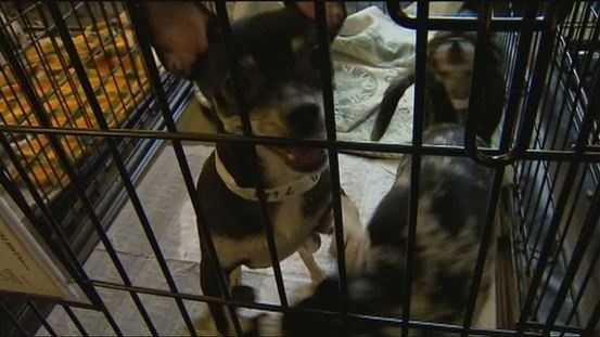 Dozens of dogs removed from filthy living conditions in a home have been adopted by new families.
