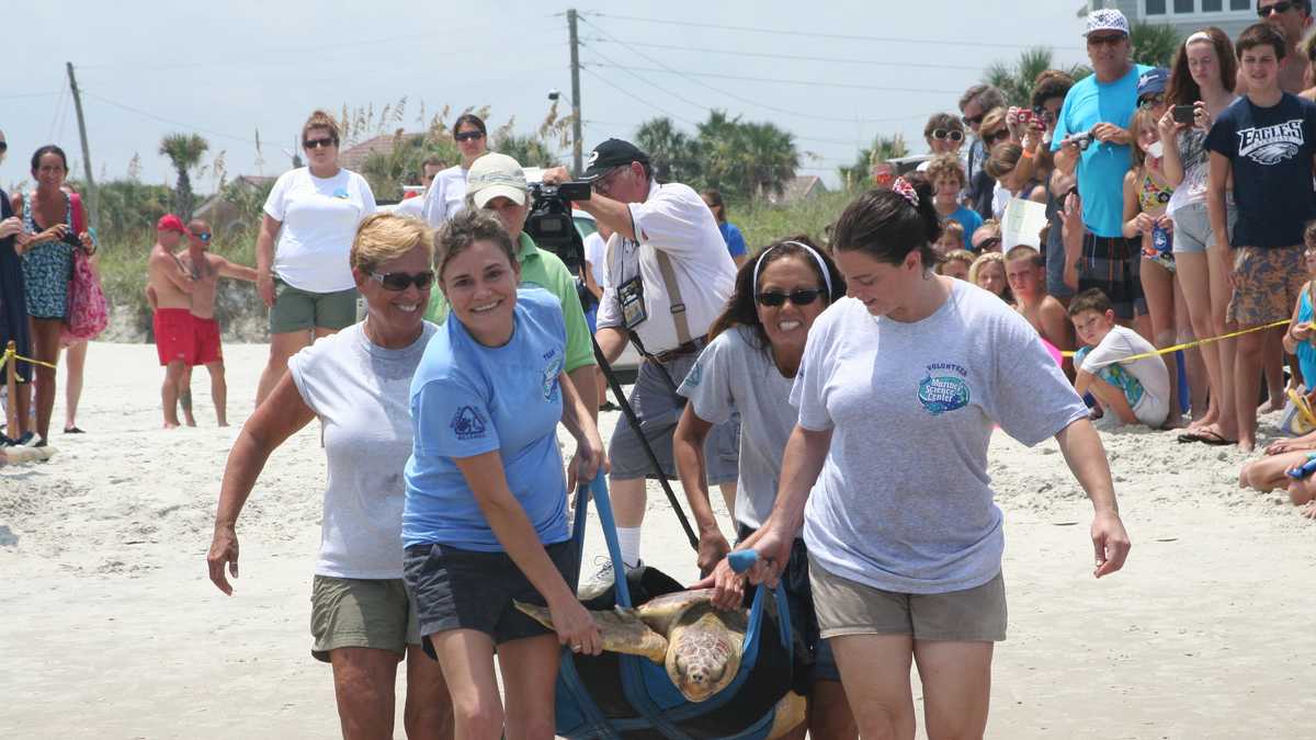 Ponce Inlet Turtle Images: 3 sea turtles released in Ponce Inlet