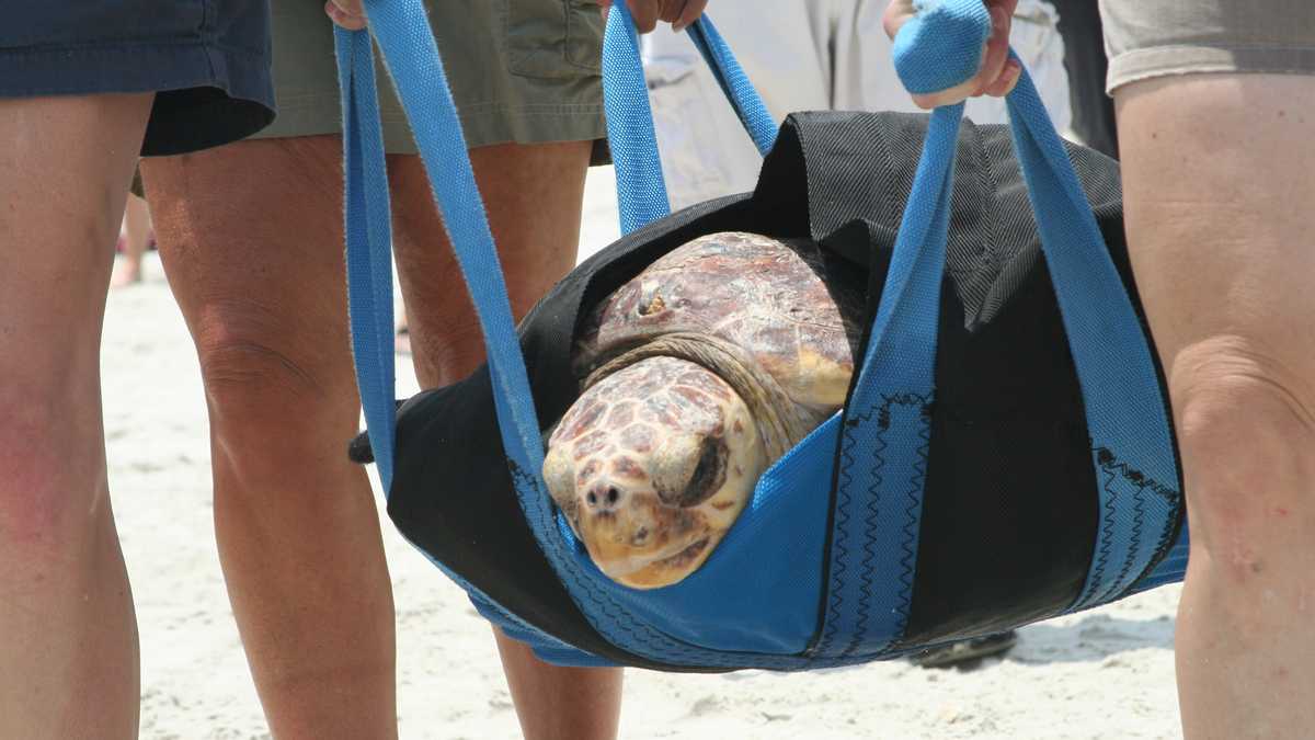 Ponce Inlet Turtle Images: 3 sea turtles released in Ponce Inlet