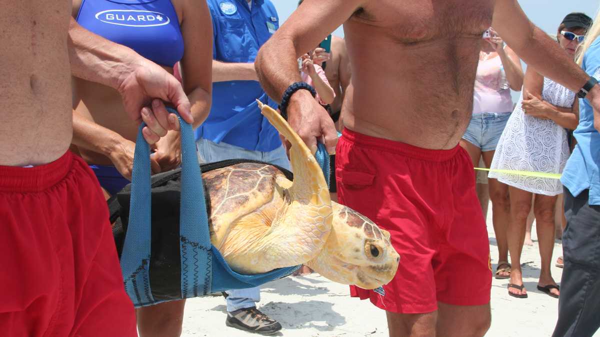 Ponce Inlet Turtle Images: 3 sea turtles released in Ponce Inlet