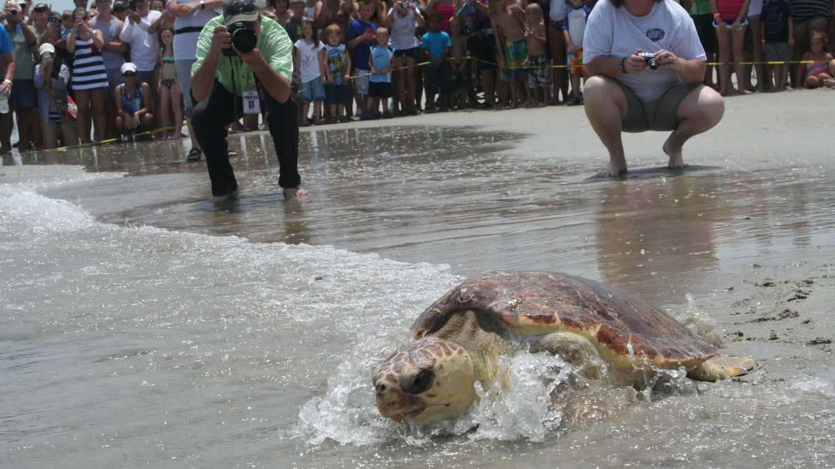 Ponce Inlet Turtle Images: 3 sea turtles released in Ponce Inlet