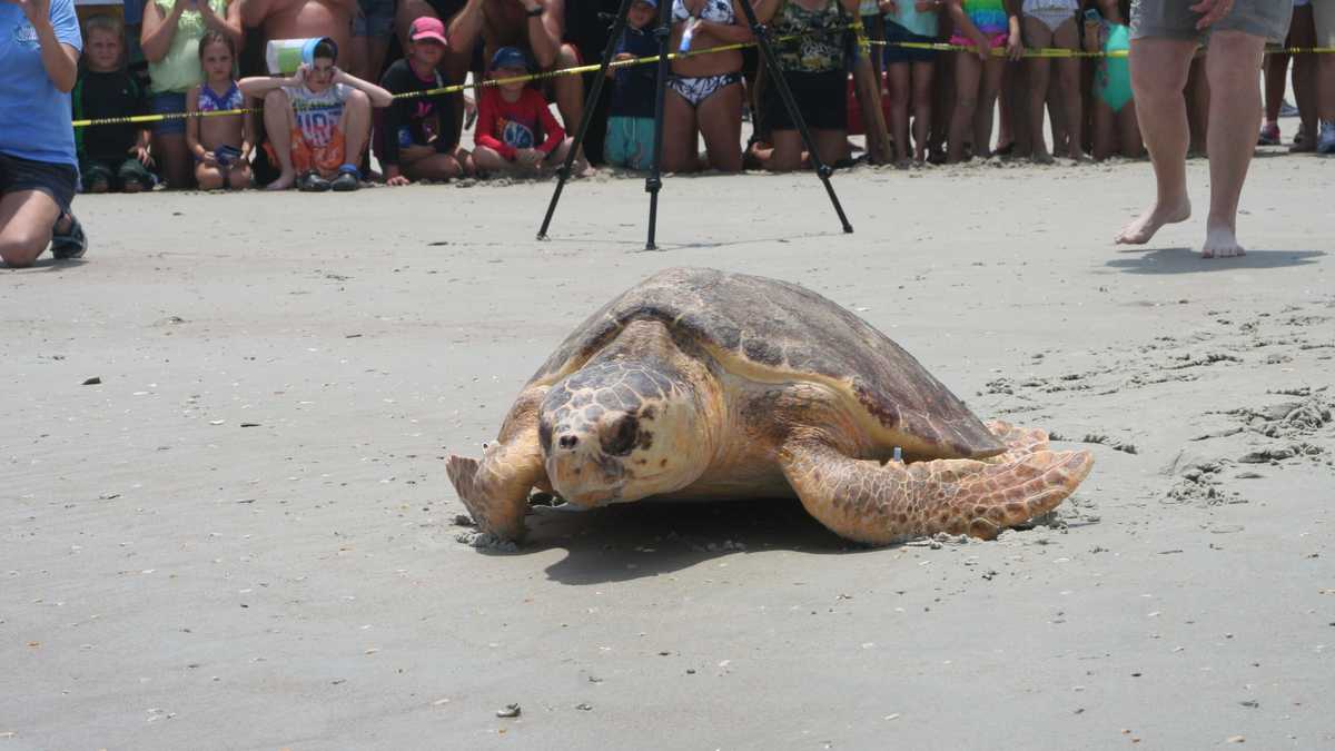 Ponce Inlet Turtle Images: 3 sea turtles released in Ponce Inlet