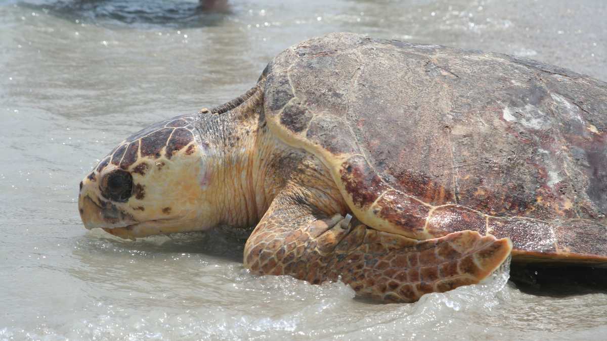 Images: 3 sea turtles released in Ponce Inlet