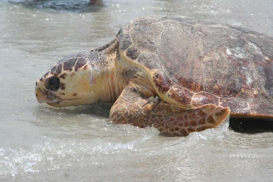 Images: 3 sea turtles released in Ponce Inlet