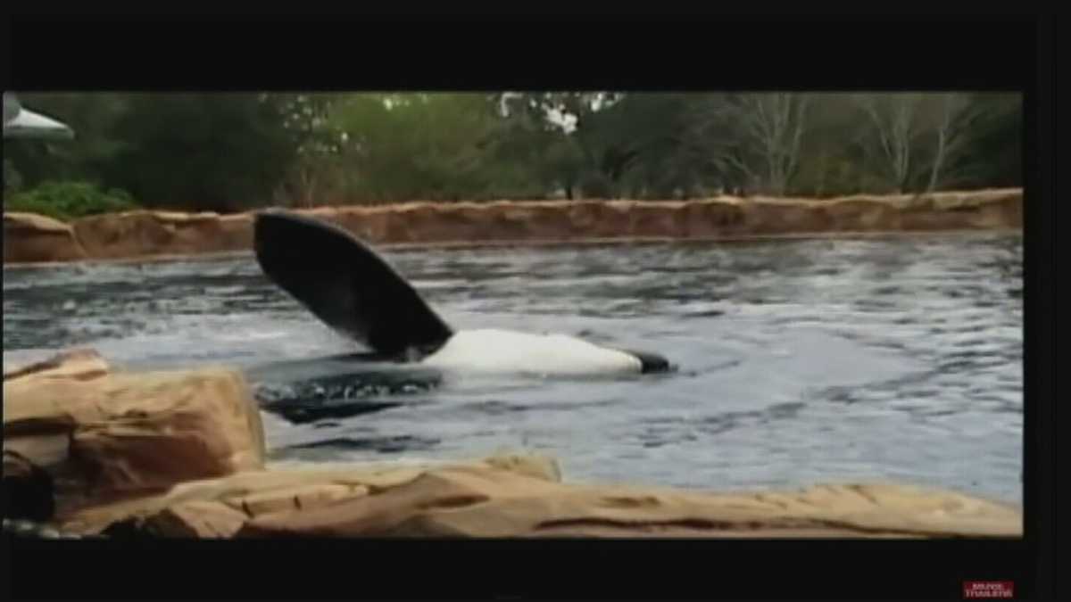 Documentary About Tilikum Death Of Seaworld Trainer Opens