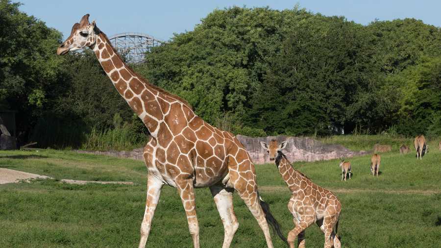 Two reticulated giraffes are making their debut at Busch Gardens.