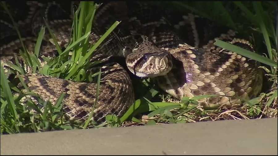 Snake Rattles Guests At Daytona Beach Hotel