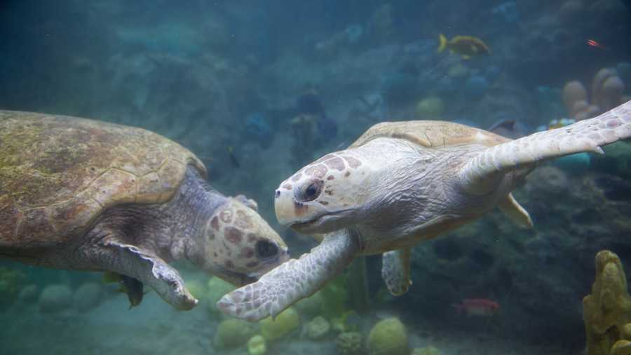 Two female loggerhead sea turtles were moved into SeaWorld Orlando's turtle habitat, TurtleTrek, on Wednesday.