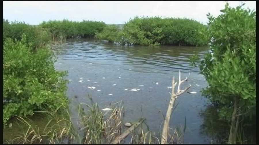 Residents near the Indian River Lagoon are alarmed about the dead fish and increased amount of algae in the water.