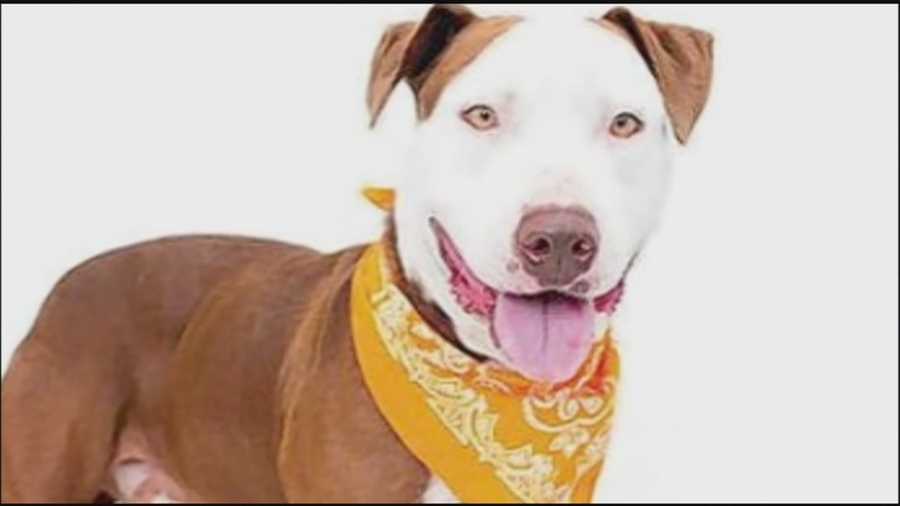 Orange County leaders heard proposed changes to the county's animal services after a dog was accidentally euthanized earlier this year.
