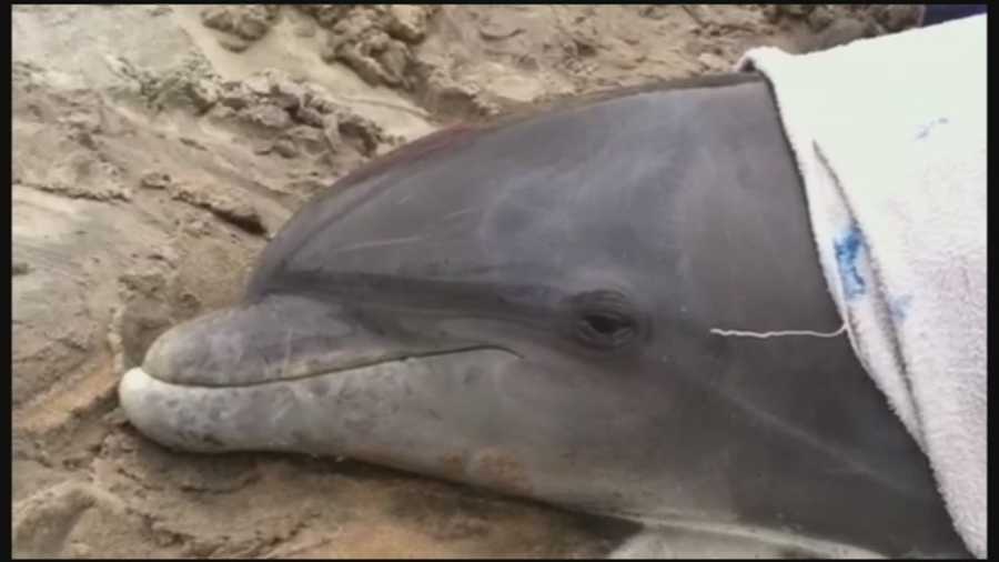 Two more dolphins have been found dead in Volusia County.