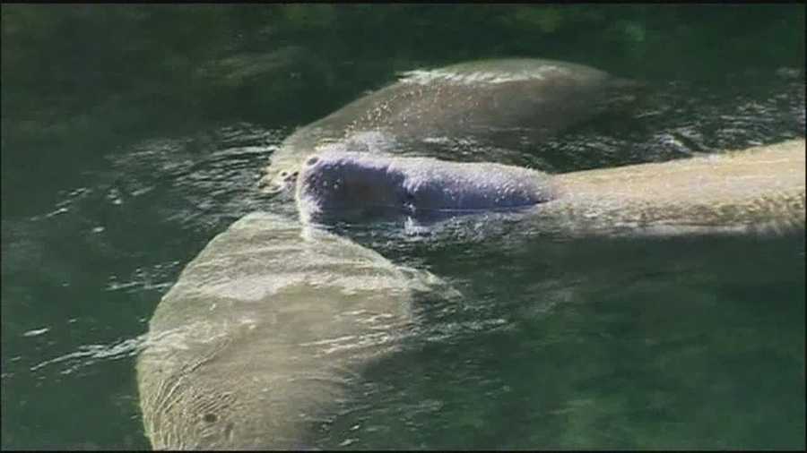 As the weather cools down, manatees head towards Blue Spring park for warmer waters.