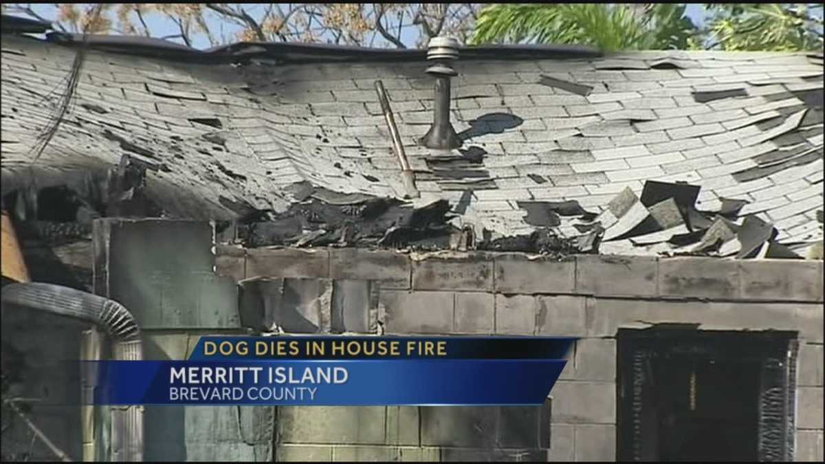 Family dog killed in overnight fire