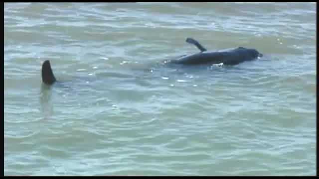 Wildlife officials are heading to a remote area of Everglades National Park to help pilot whales stranded in shallow water.