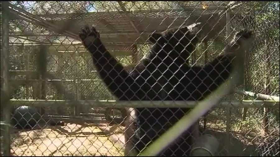 Animal activists are upset over recent bear euthanizations in Seminole County following an attack on a local woman.