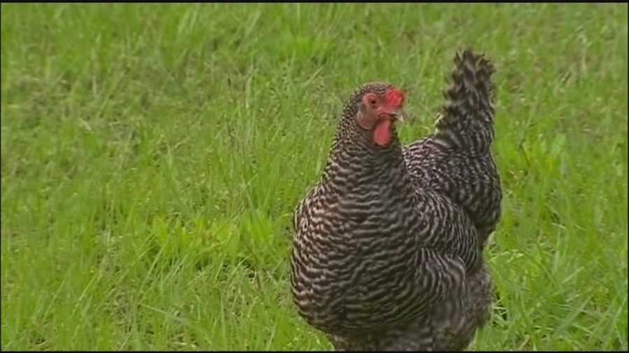 Family fights to keep chickens in backyard