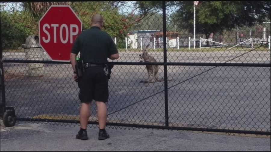 A small kangaroo is back with its sitter after getting loose in an Orlando neighborhood on Tuesday.