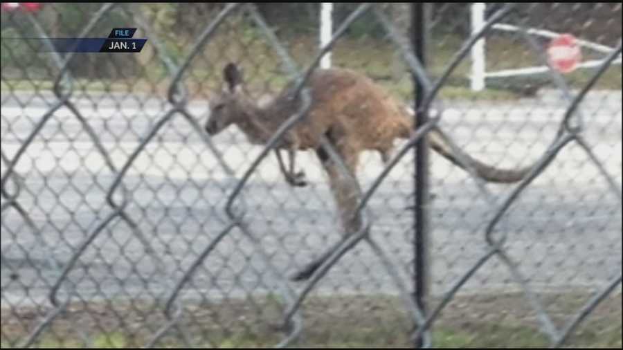 The owner of a pet kangaroo that got loose in a residential neighborhood is speaking out.