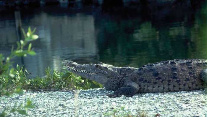 images-see-florida-s-endangered-species