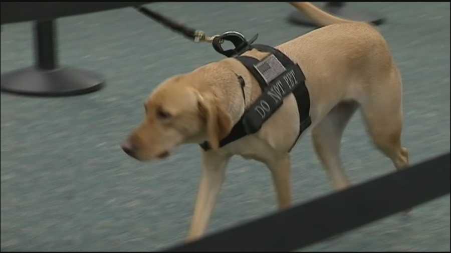Bomb-sniffing dogs will soon be part of the security screening process at Orlando International Airport, where TSA officials say they will speed up security checks.