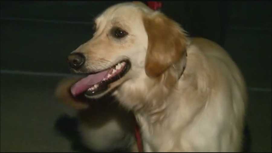 Deputies say a 75-year-old neighbor stole Dumpling, the dog who vanished on Feb. 5.