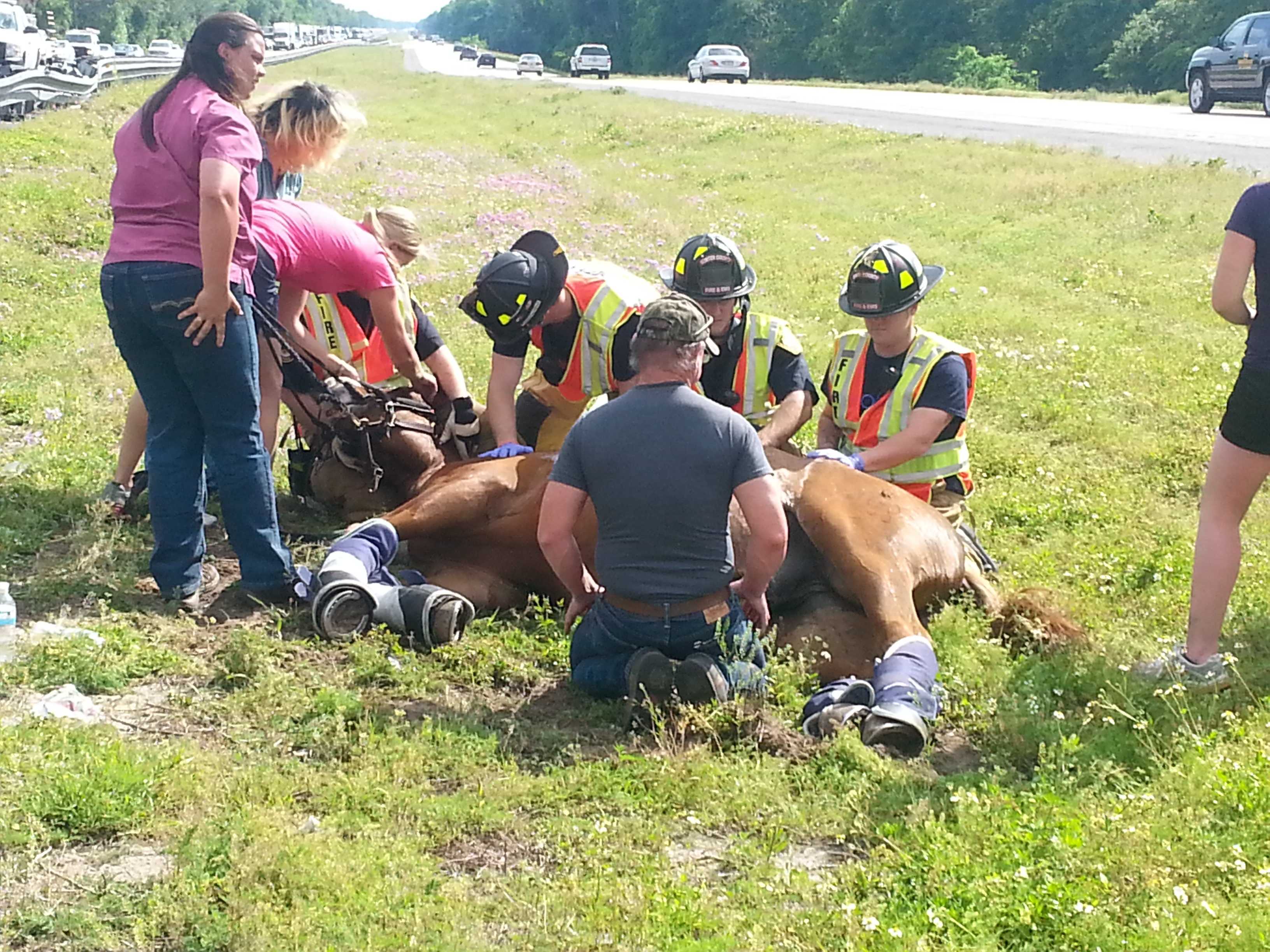 Horse Thrown From Trailer During Accident