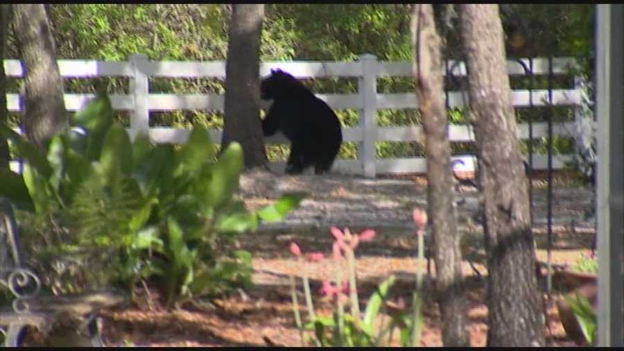 A state lawmaker is saying he wants extra precautions and a change to the laws after a woman was attacked by a bear in a Seminole County neighborhood.