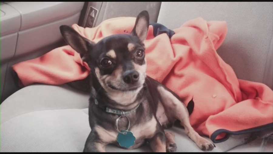 A Port Orange family’s Chihuahua was attacked and killed on their back porch by larger dogs Friday morning, according to police.