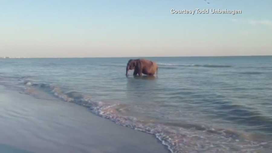 A large elephant was spotted quenching its thirst in the ocean off Pinellas County. Witnesses said they believe the elephant was part of a beach birthday party when it broke away and got into the water.