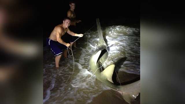 sawfish attack on human