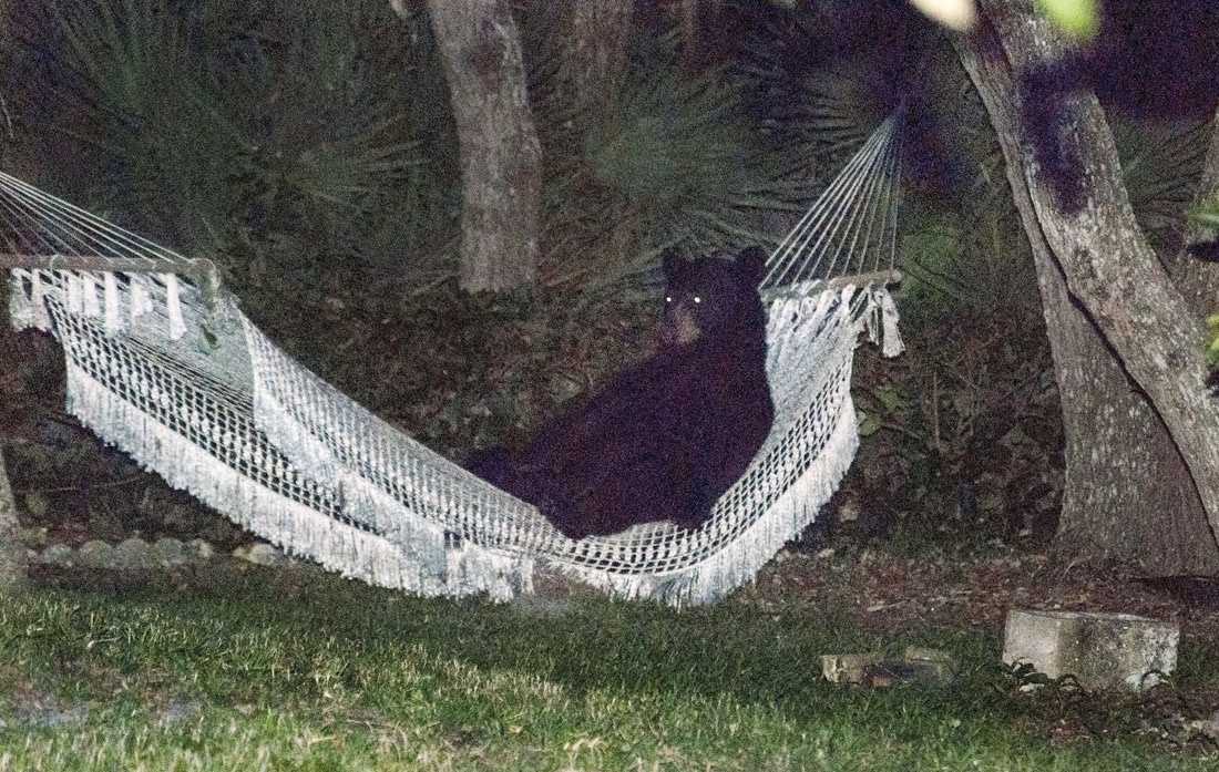 Bear hammock on sale