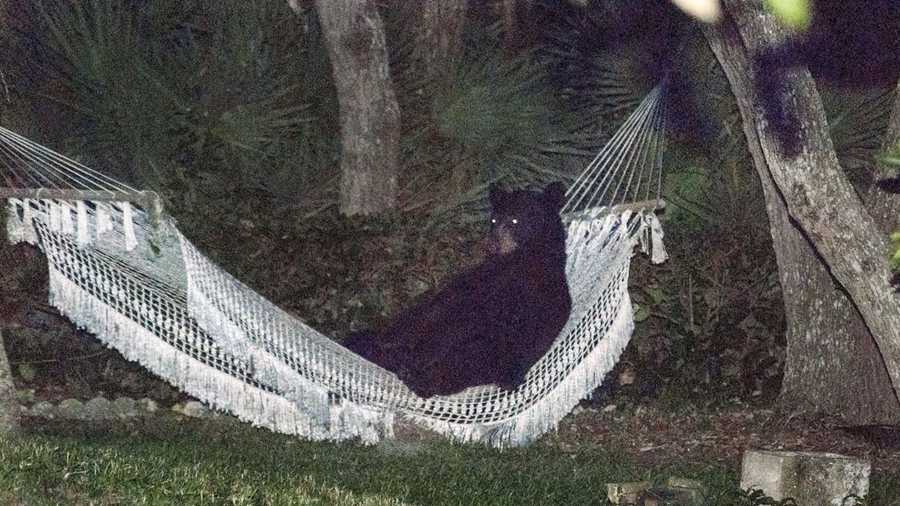 After knocking over trash cans and scaring the residents of a Daytona Beach neighborhood Thursday, this black bear needed a rest.