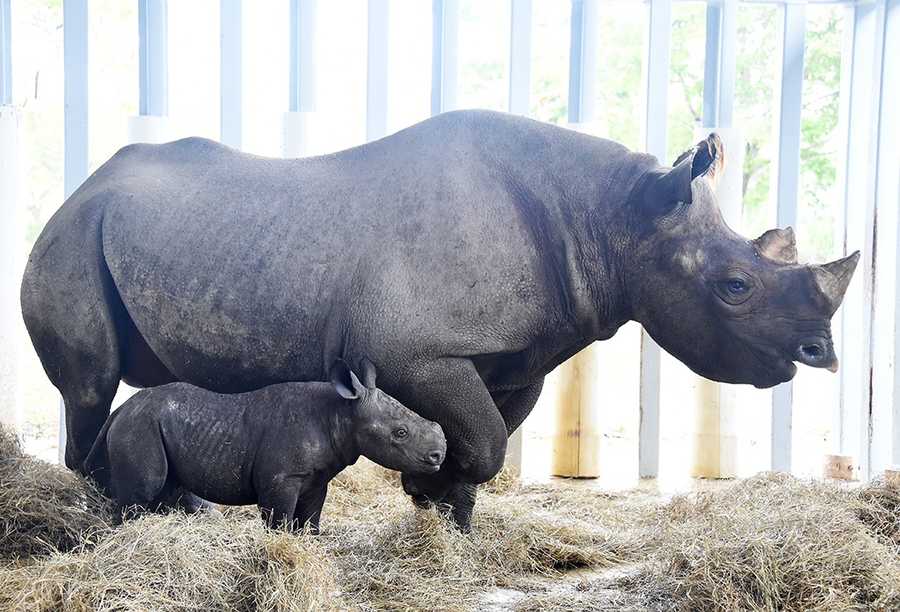 Photos Three baby animals born at Zoo Miami