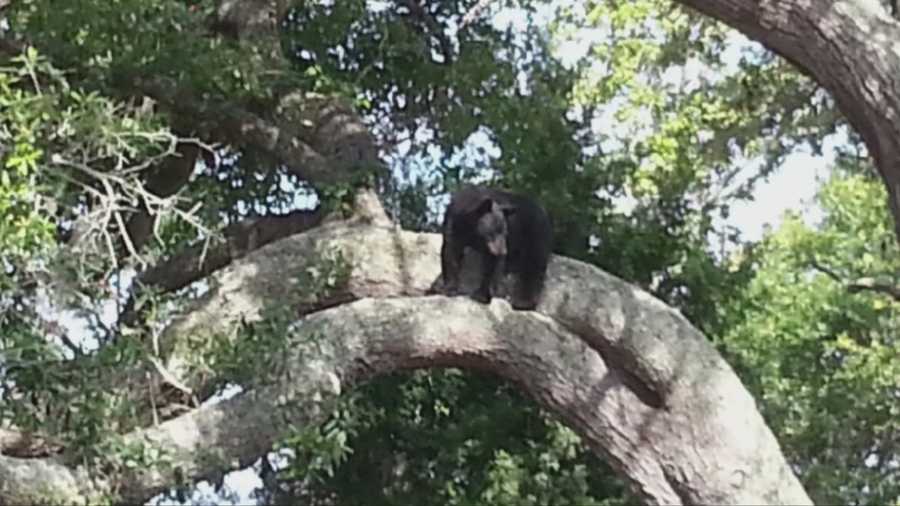 A young Florida black bear is on the run in Holly Hill Friday.