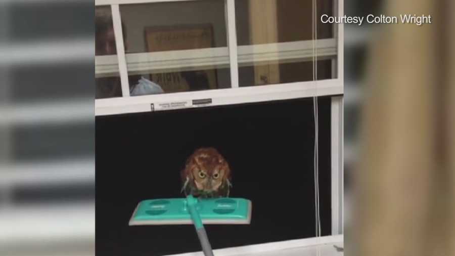 An owl got trapped inside a man's home in Texas, and he managed to capture the whole ordeal on camera.