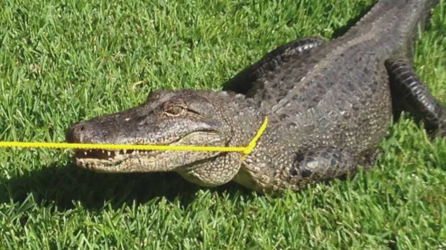A law enforcement cadet was bitten on the hand by an alligator during a training session with the Lake County Sheriff's Office on Tuesday.