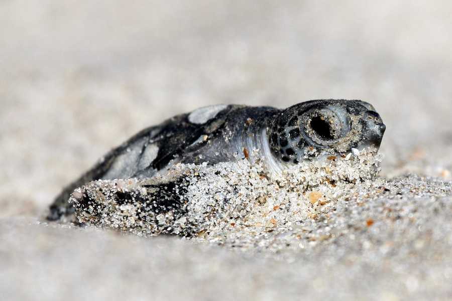 11. The Archie Carr National Wildlife Refuge stretches across 20.5 miles between Melbourne Beach and Wabasso Beach along Florida’s east coast. It was established in 1991 and was named after the late Dr. Archie Carr Jr. in honor of his contribution to sea turtle conservation.The refuge was designed to protect the loggerhead sea turtle.  South Highway A1A, Melbourne Beach, Fla. 32951