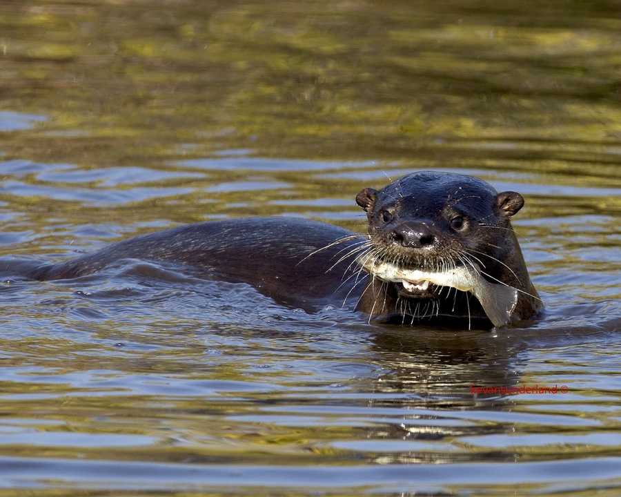 17. Merritt Island National Wildlife Refuge was established in 1963 as an overlay of NASA's John F. Kennedy Space Center. The Refuge is home to coastal dunes, saltwater estuaries and marshes and  more than 1,500 species of plants and animals. U.S. Hwy 1, Titusville, Fla. 32782