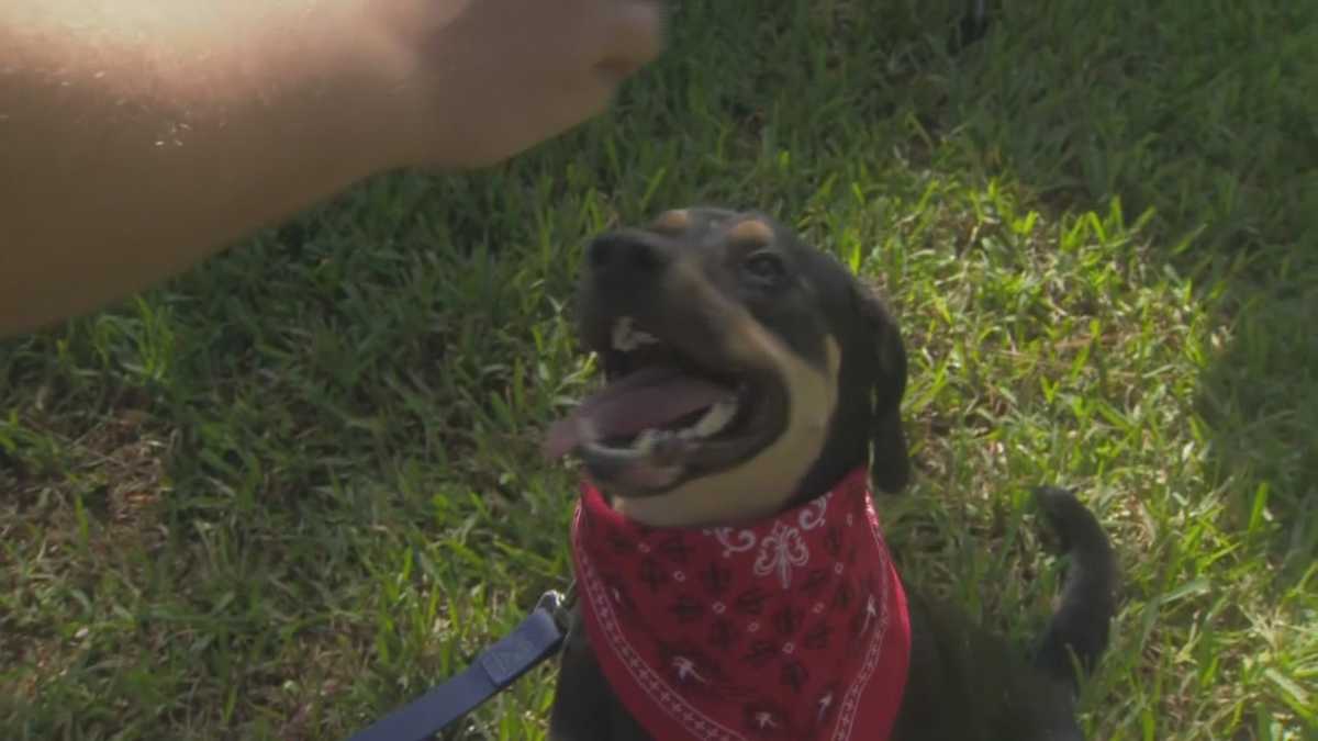 Man says his dog jumps out of car onto highway, into lake