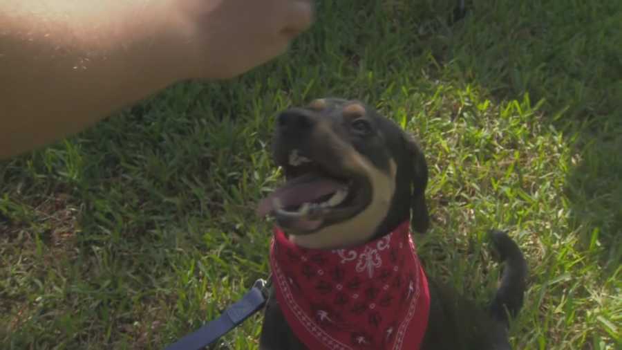 One man says his peppy pooch went too far and had to be rescued from a Central Florida lake.