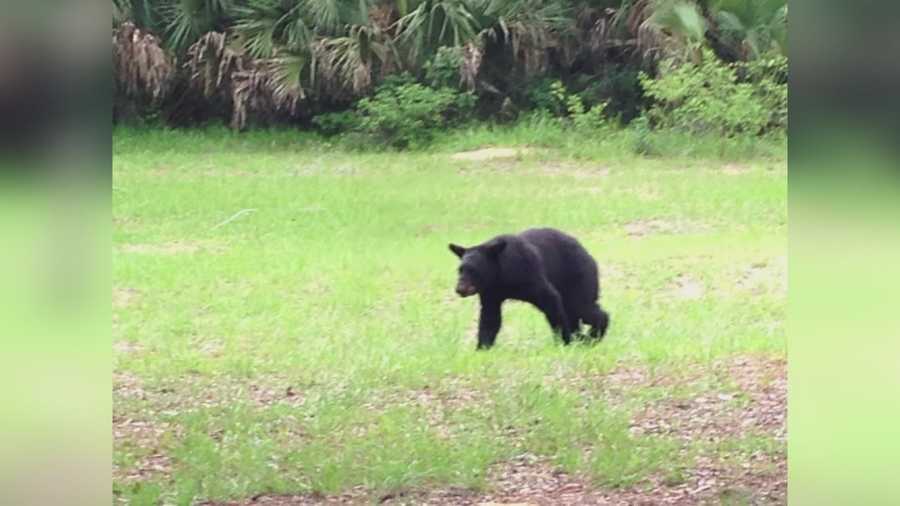 A UCF student was shocked to see a Florida black bear climb into the trunk of his car.