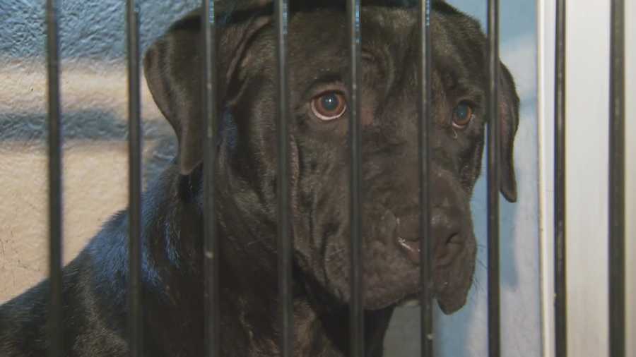 Boy rushed to hospital after dog attack
