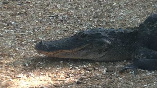Restaurant-goers in Leesburg had to clear out after an 8-foot alligator showed up in May 2013. A trapper had to remove it.