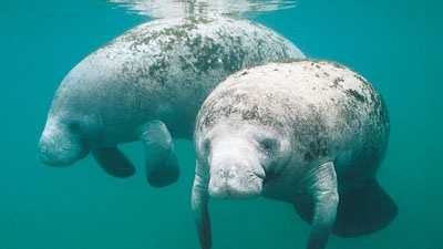 The manatee became the state marine mammal in 1975.