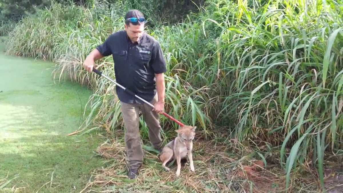 Two more coyotes caught in Winter Park
